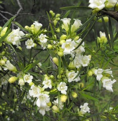 Eremophila mitchellii