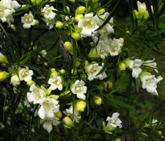 Eremophila mitchellii