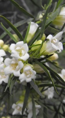 Eremophila mitchellii