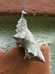 Nymphalis polychloros