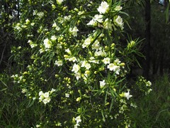 Eremophila mitchellii