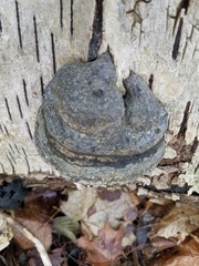 Fomes fomentarius