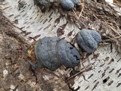 Fomes fomentarius