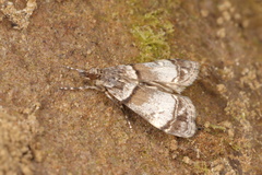 Eudonia choristis