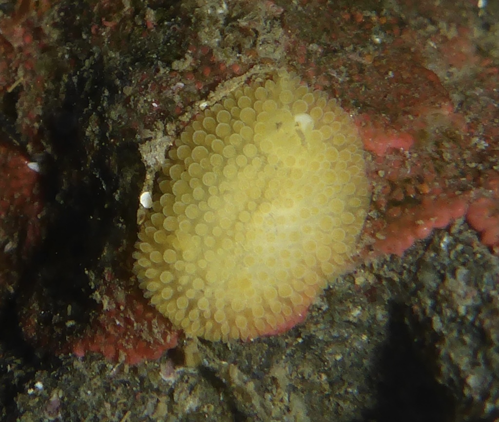 Janna's Dorid