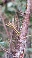 Arceuthobium tsugense