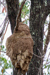 Nasutitermes walkeri