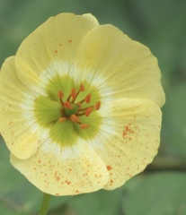 Kallstroemia rosei