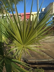 Trachycarpeae