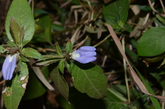 Cynarospermum asperrimum