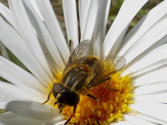 Helophilus antipodus