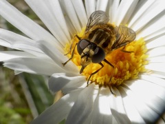 Helophilus antipodus