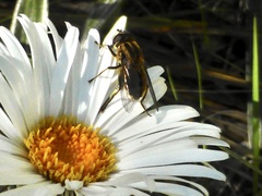 Helophilus antipodus
