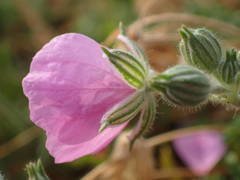 Erodium foetidum