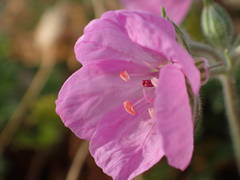 Erodium foetidum