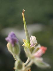 Erodium foetidum
