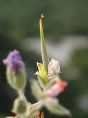 Erodium foetidum