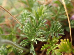 Erodium foetidum