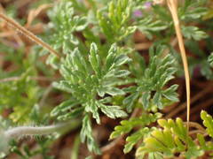 Erodium foetidum