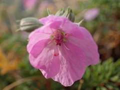 Erodium foetidum