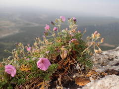 Erodium foetidum
