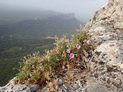 Erodium foetidum