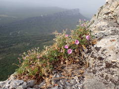 Erodium foetidum