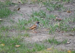 Passer montanus