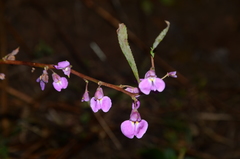 Impatiens oppositifolia