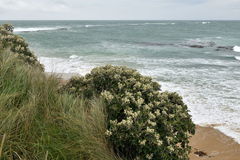 Brachyglottis rotundifolia