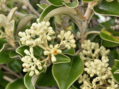 Brachyglottis rotundifolia