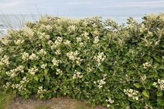 Brachyglottis rotundifolia