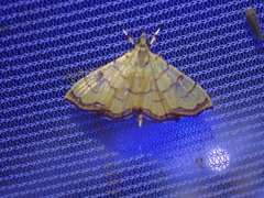 Isocentris charopalis
