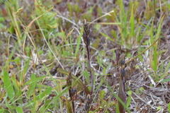 Thelymitra longifolia