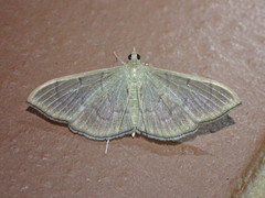 Poliobotys ablactalis