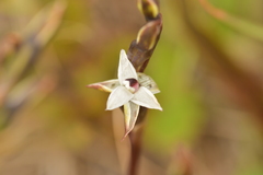 Thelymitra longifolia