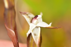 Thelymitra longifolia