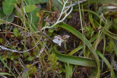 Thelymitra longifolia