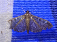 Syllepte trifidalis