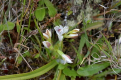 Thelymitra longifolia