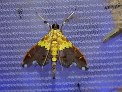 Agrotera citrina