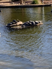 Trachemys scripta elegans