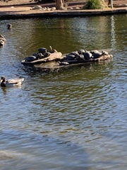 Trachemys scripta elegans