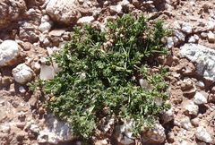 Pteranthus dichotomus