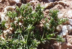 Pteranthus dichotomus