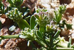 Pteranthus dichotomus