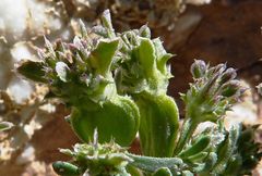 Pteranthus dichotomus