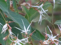 Baissea multiflora image