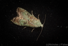 Heteromicta tripartitella