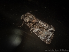 Turnerinycta phaeocosma